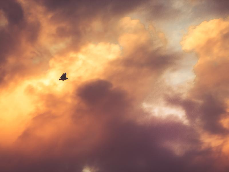 Facere harum consequatur provident rerum.