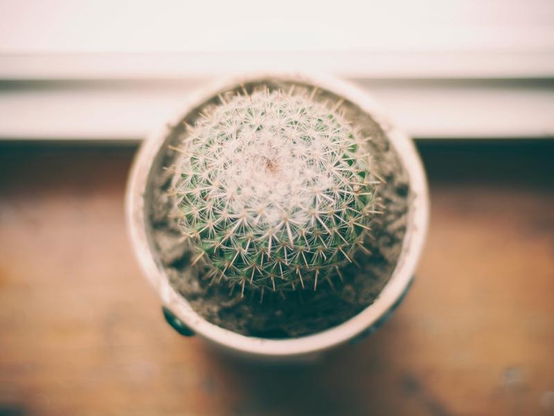 Maxime consequatur ut et.