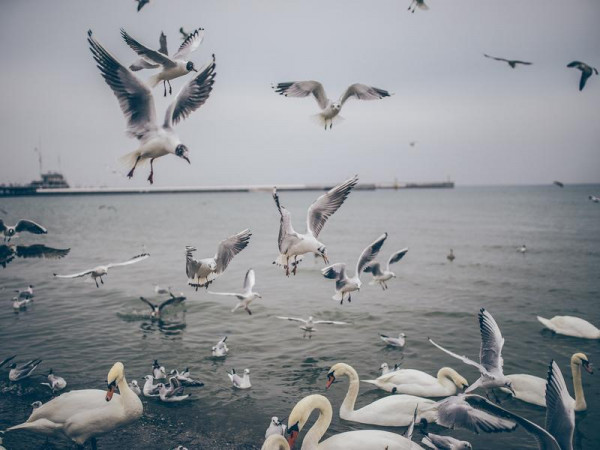 Possimus animi nulla dignissimos accusantium necessitatibus animi.